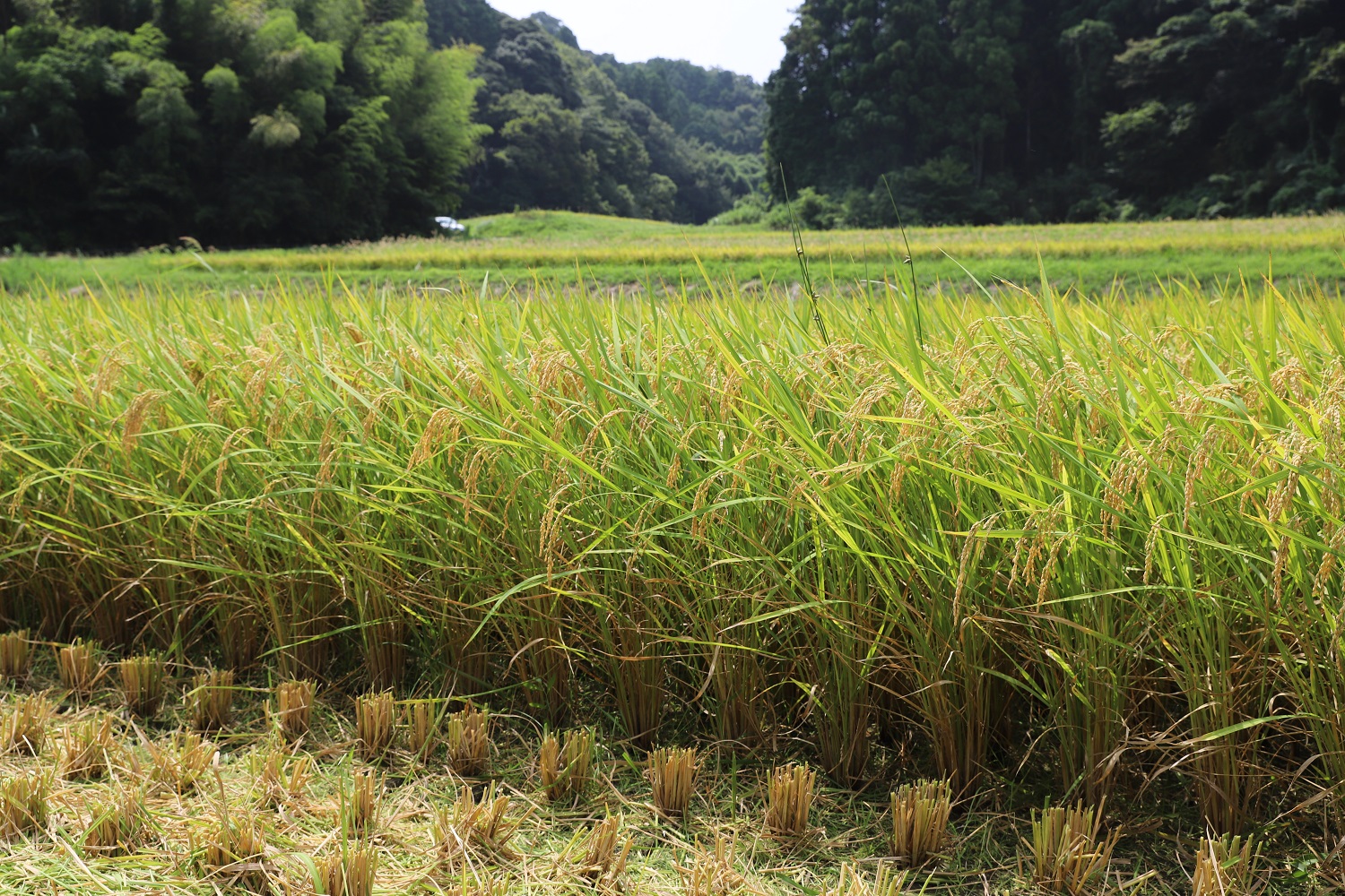 新米の季節がやってきた☆